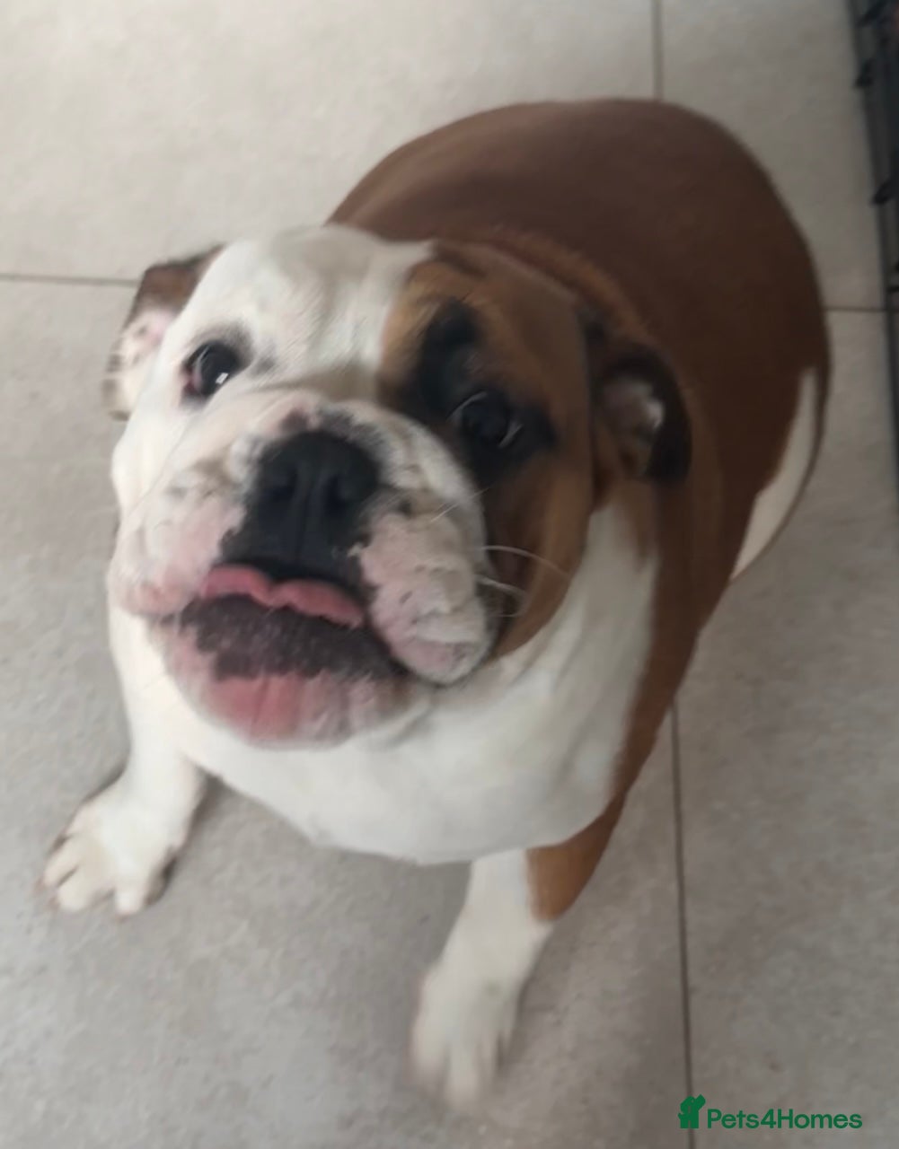 English Bulldog dogs Lovely female bulldog  - Advert 1