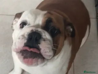 English Bulldog dogs Lovely female bulldog - Advert 1