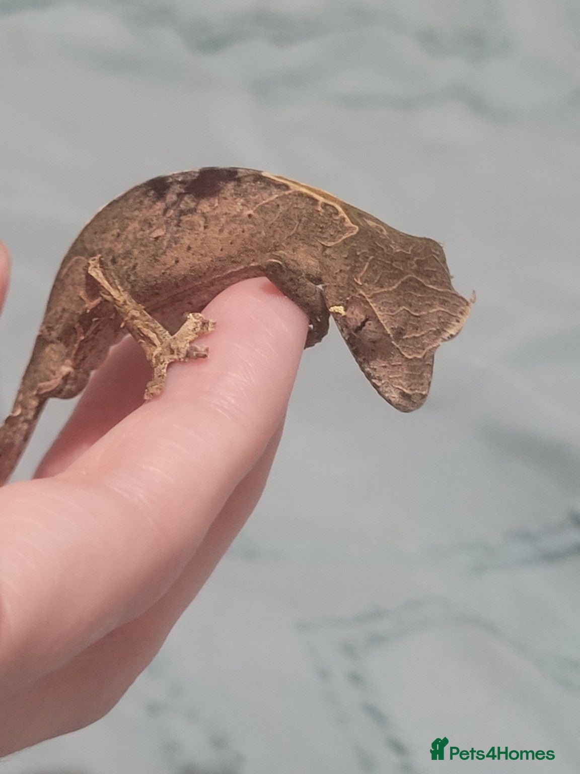 Gecko reptiles Uroplatus phantasticus Satanic Leaf-tailed Geckos - Advert 1