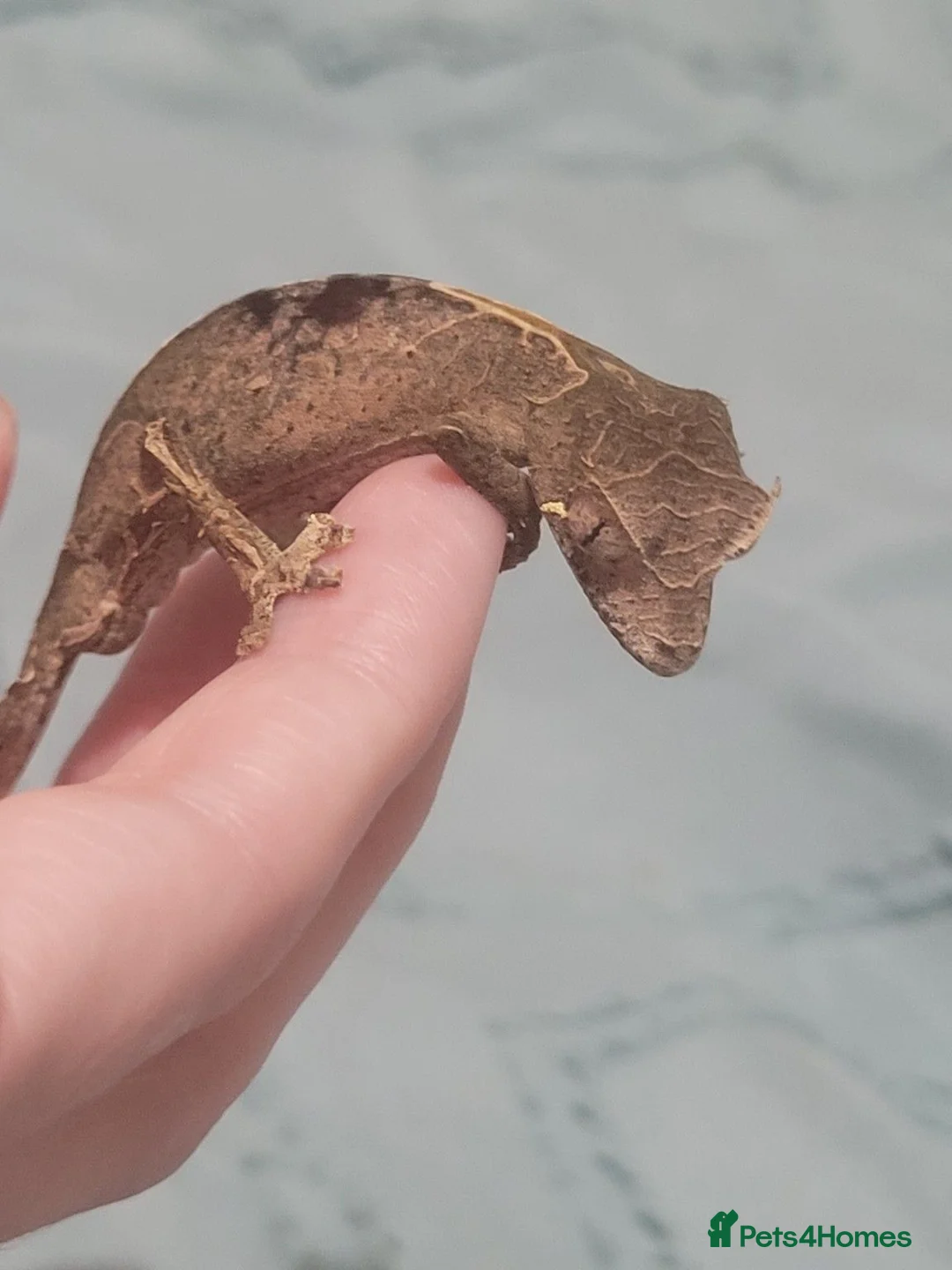 Gecko reptiles for sale: Uroplatus phantasticus Satanic Leaf-tailed Geckos - Advert 1