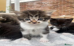 Mixed Breed cats for sale: Fluffy mixed tabby kittens  - Image 16