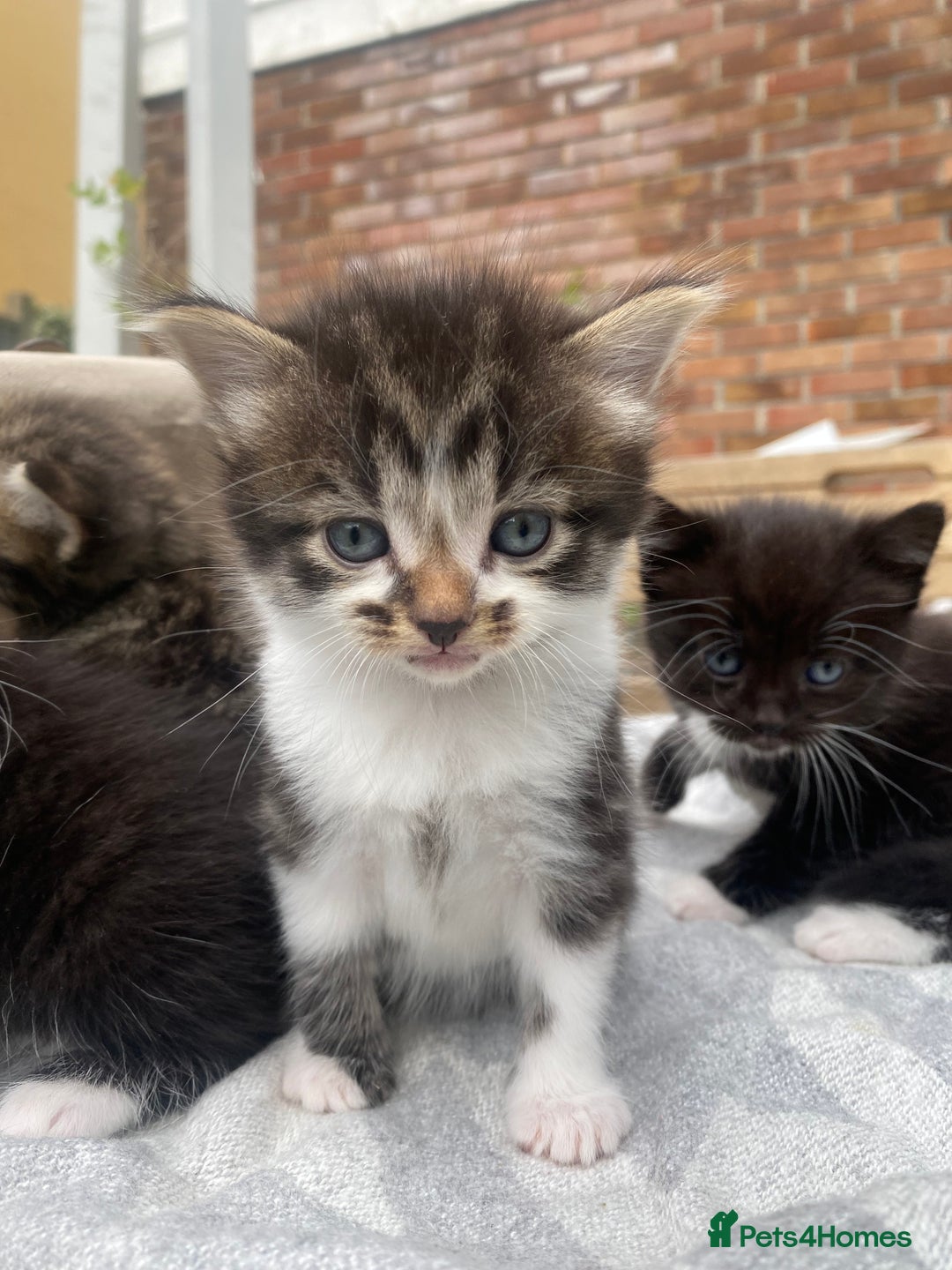Mixed Breed cats for sale: Fluffy mixed tabby kittens  - Image 16