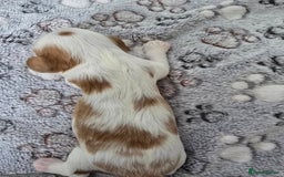 Cavalier King Charles Spaniel dogs for sale: Fully health tested included MRI scan  - Image 6