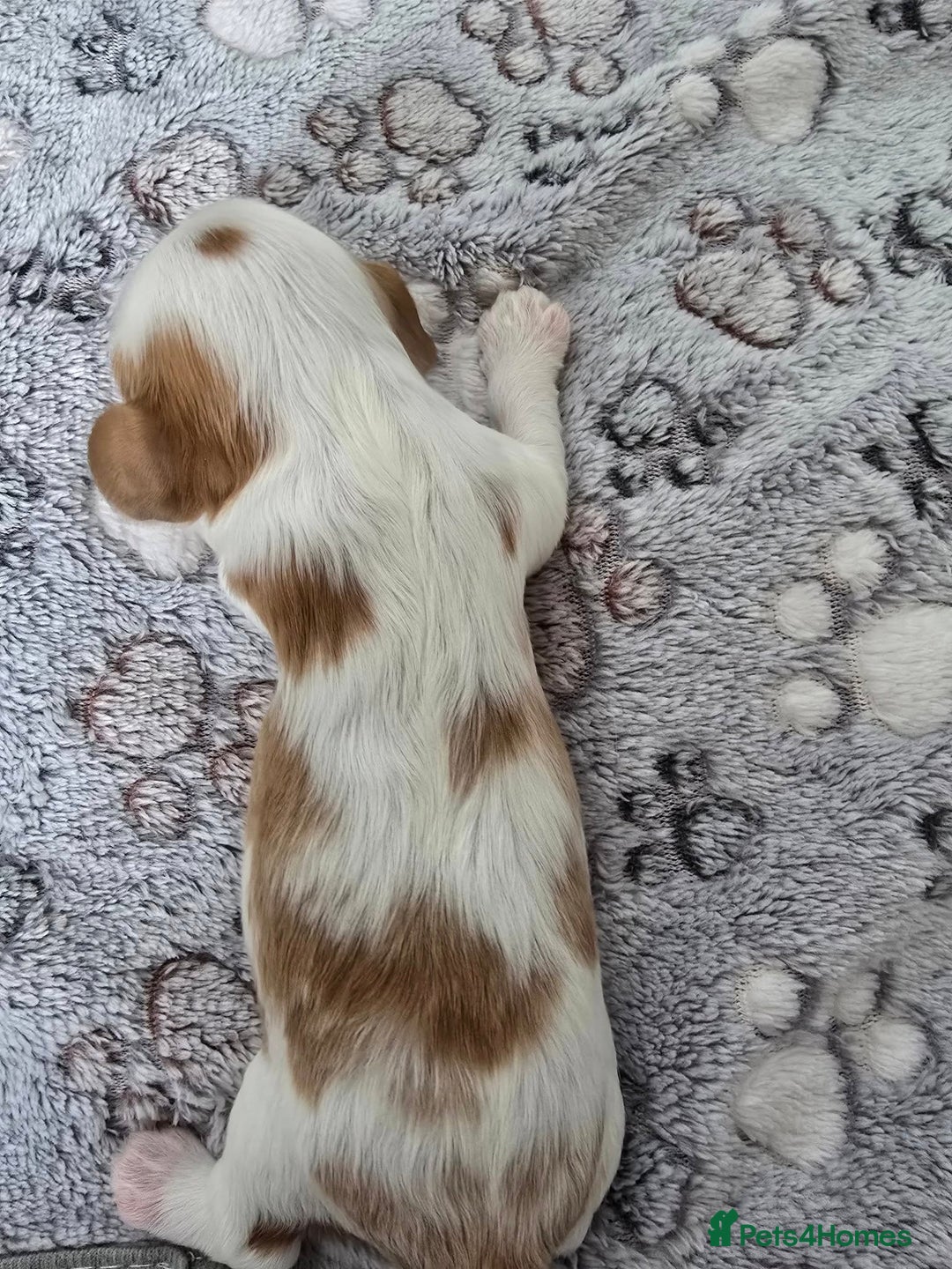 Cavalier King Charles Spaniel dogs for sale: Fully health tested included MRI scan  - Image 6