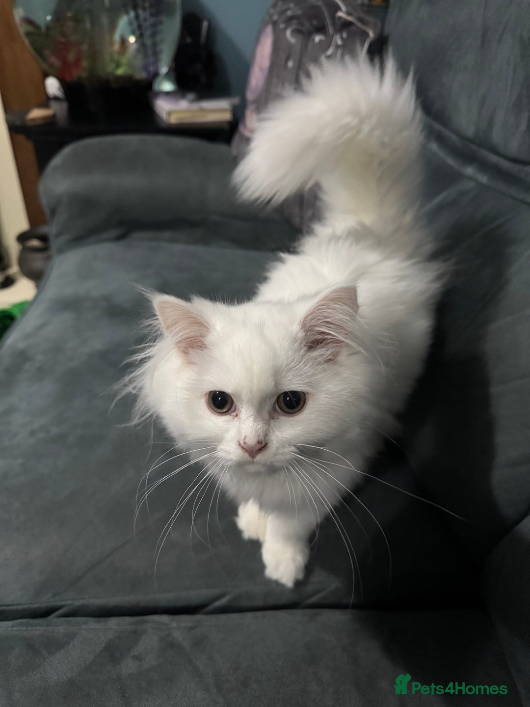 Persian cats for sale: White Female Chinchilla Persian - Image 4