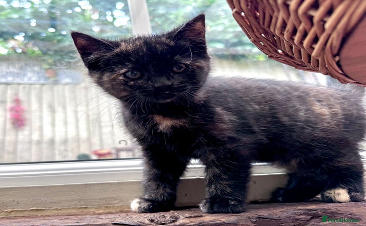 Mixed Breed cats - Advert 2