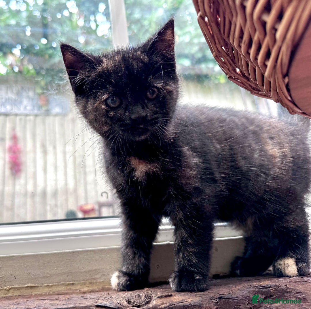Mixed Breed cats for sale: Wonderfully natured Tortoise Shell Kitten - Image 1