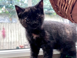 Mixed Breed cats for sale - Advert 2