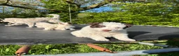 Border Collie dogs for sale: White & Brown Collie pups  - Advert 23