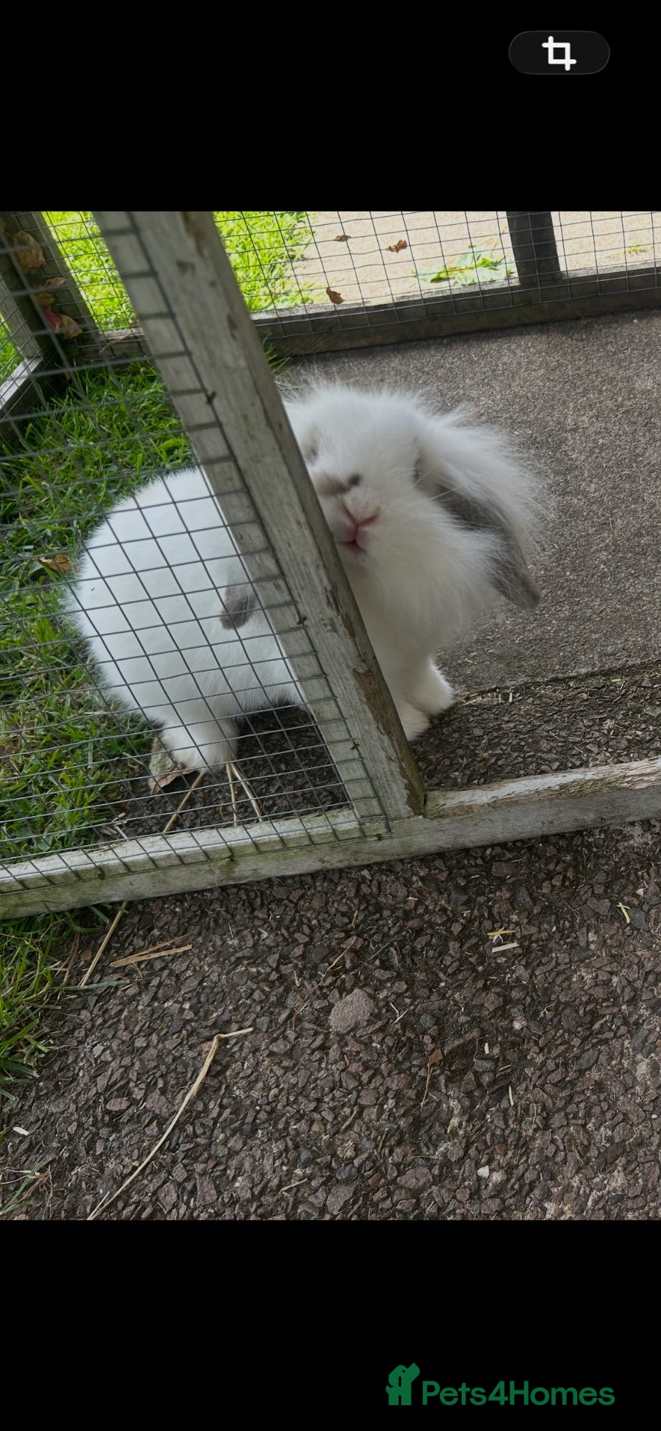 Mini Lion Lop rabbits Mini lion lop  - Advert 18