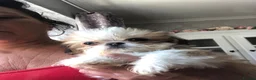 Mixed Breed dogs for sale: Beautiful fluffy Shih tzu baby boys - Advert 3