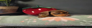 Miniature Dachshund Puppy 1