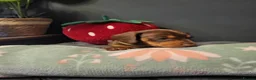 Miniature Dachshund dogs for sale: ​🐾 Beautiful Miniature Dachshund Puppies 🐾 - Advert 15