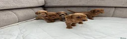 Mixed Breed dogs for sale: Poodles Pedigree -  Toy / Miniature  - Advert 7
