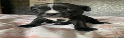 Mixed Breed dogs for sale: fraffys unique breed  - Advert 5