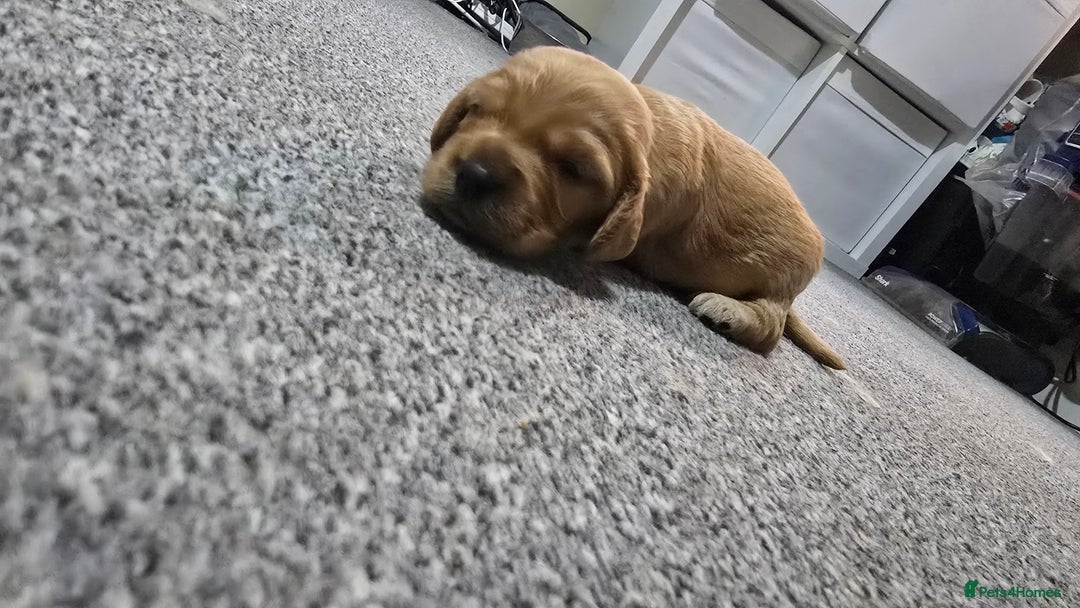 Cockapoo dogs for sale: Beautiful cockapoo puppies - Advert 6