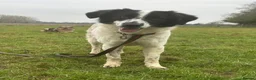 Mixed Breed dogs for adoption: Lilly -Milton Keynes  in Milton Keynes - Advert 25