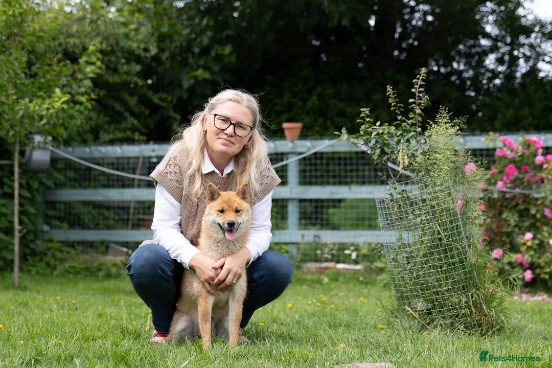 Japanese Shiba Inu dogs for sale: Lovely Maya looking for family home .  - Advert 1