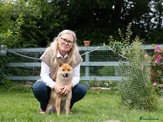 Japanese Shiba Inu dogs Lovely Maya looking for family home . - Advert 2