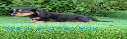 Miniature Dachshund dogs for sale: Long coat Miniature Dachshund Puppies  - Advert 17