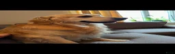 Golden Retriever dogs for stud: Golden retriever stud proven  - Advert 3
