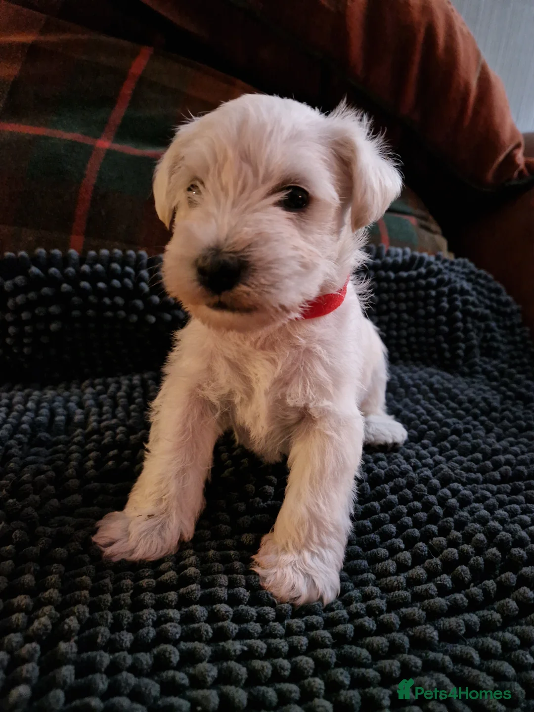 Miniature Schnauzer dogs for sale:  Pedigree Silver white minature schnauzer  - Advert 5