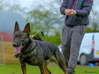 Mixed Breed dogs Reduced bullherders proven lines - Advert 15