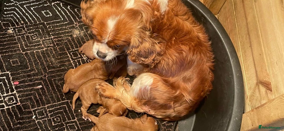 Cavalier King Charles Spaniel dogs for sale: Cavalier King Charles pups  - Advert 2