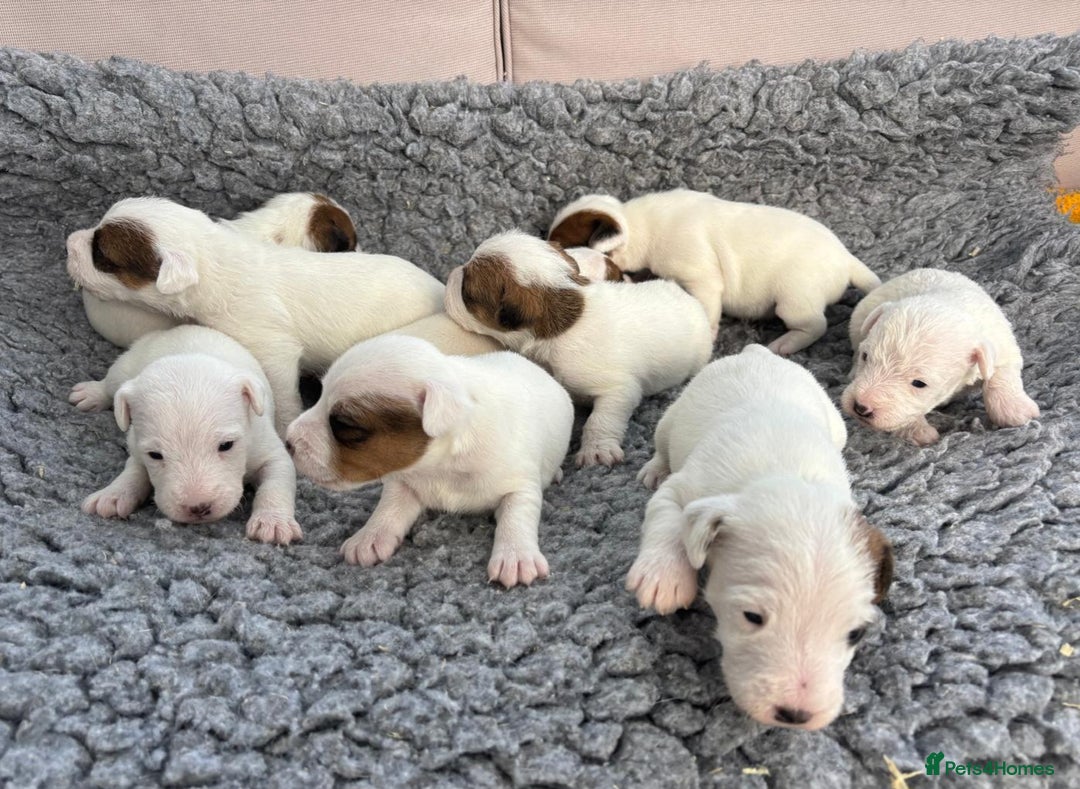 Parson Russell dogs for sale: Quality Parson Russell terrier pups - Image 3