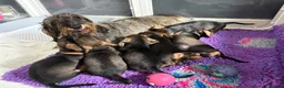 Dachshund dogs for sale: ✨2 boys. Health tested KC standard dachshunds✨  - Advert 11