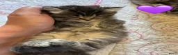 British Longhair cats for sale: Beautiful Longhaired Kittens  - Advert 4
