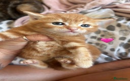 British Shorthair cats for sale: BEAUTIFUL KITTENS FOR SALE 🩷💙 - Image 2