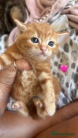 British Shorthair cats - Advert 5