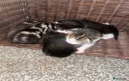 British Shorthair cats for sale: Kittens for rehoming - Advert 2