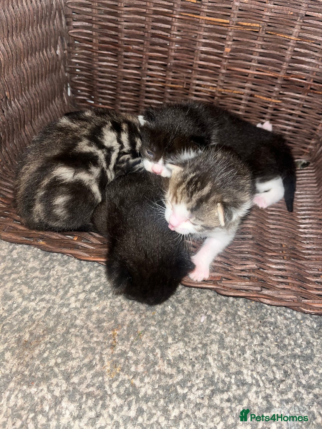 British Shorthair cats for sale: Kittens for rehoming - Advert 2