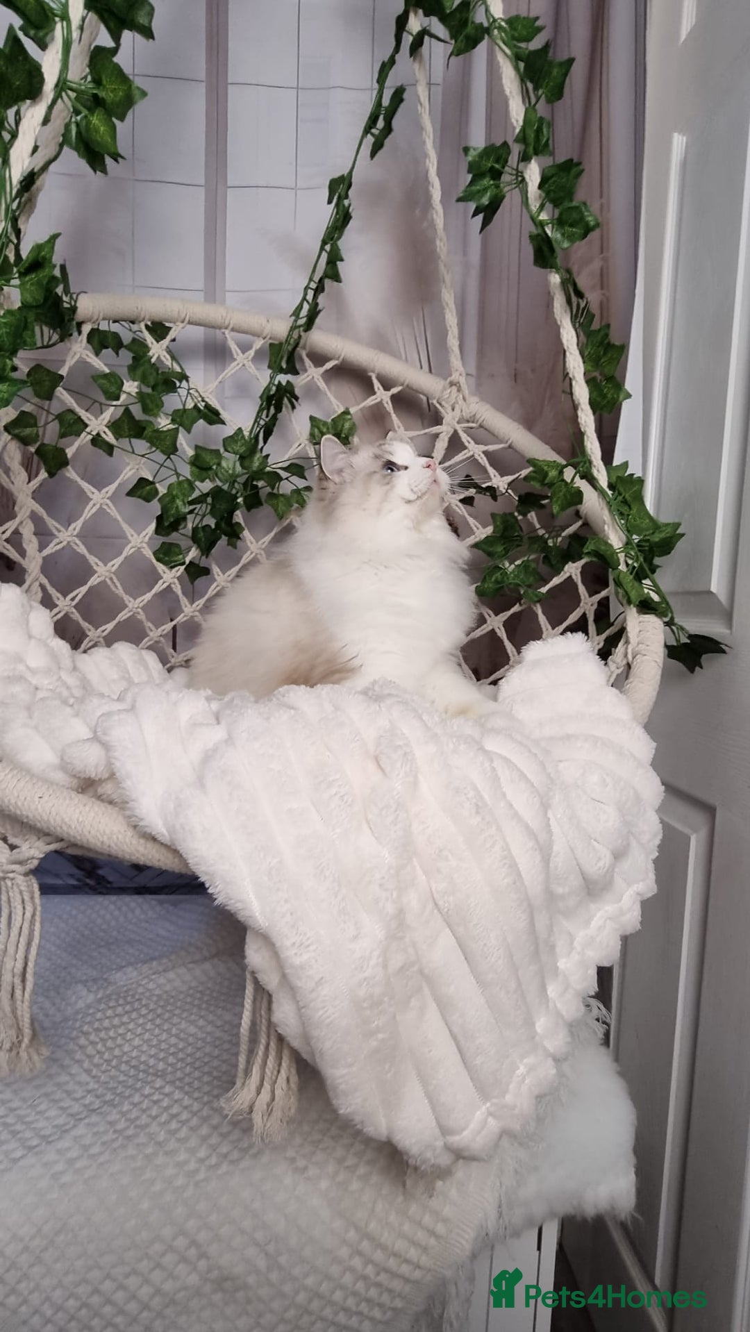 Ragdoll cats for sale: Exceptional Tica Registered Ragdoll Kittens - Advert 13