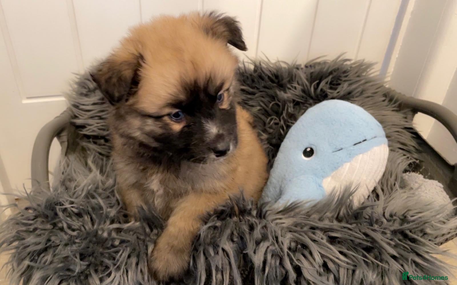 Pomsky dogs Pomsky Pups READY 💞 - Advert 2