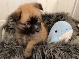 Pomsky dogs Pomsky Pups READY 💞 - Advert 2