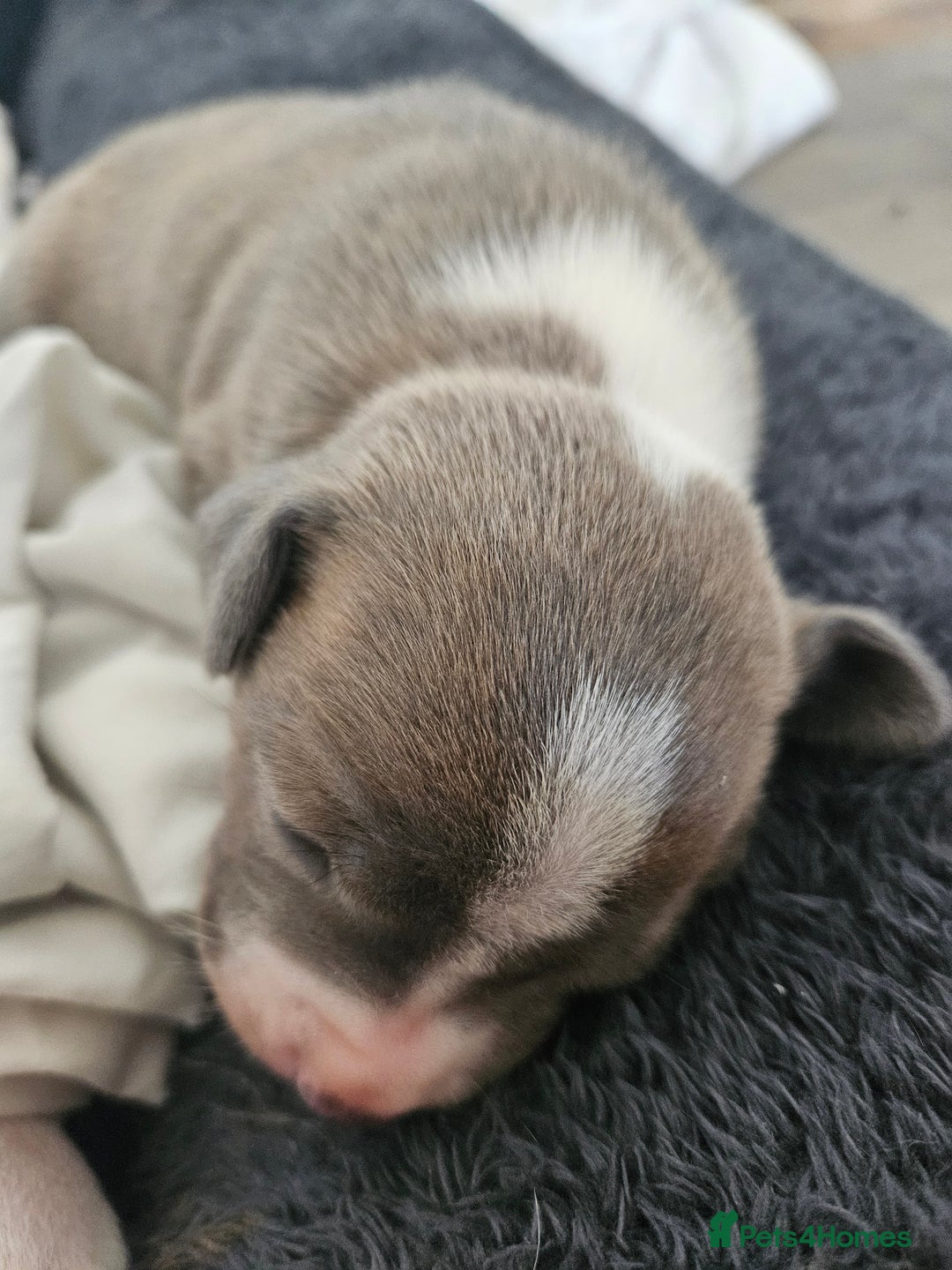 Staffordshire Bull Terrier dogs for sale:  Unique Classic Markings - Image 33