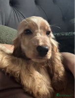 Cocker Spaniel dogs - Advert 14