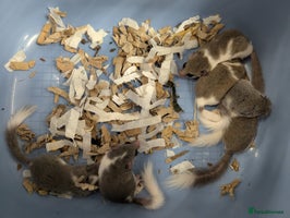 Mouse rodents - Advert 1