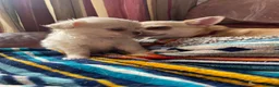 Chihuahua dogs for sale: Meet the Magnificent 7 - Advert 20