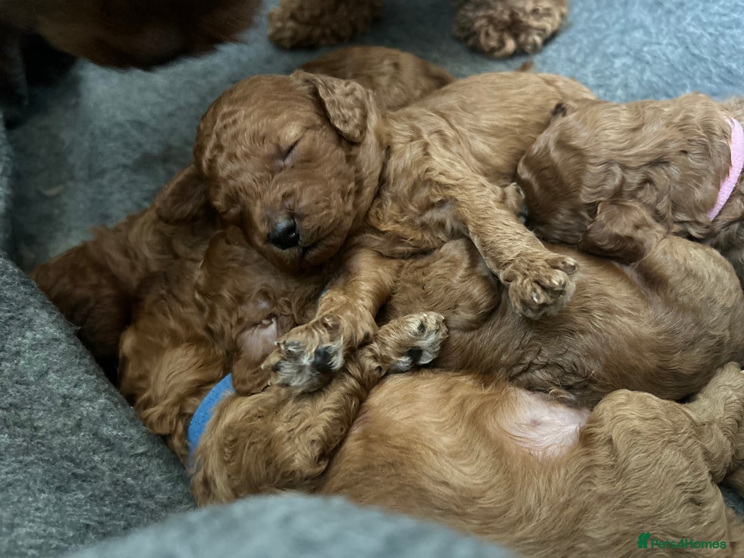 Cavapoo dogs for sale: TOY RED CAVAPOO PUPPIES  - Advert 6