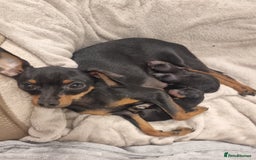 Miniature Pinscher dogs for sale: Pinscher miniatures  - Image 4