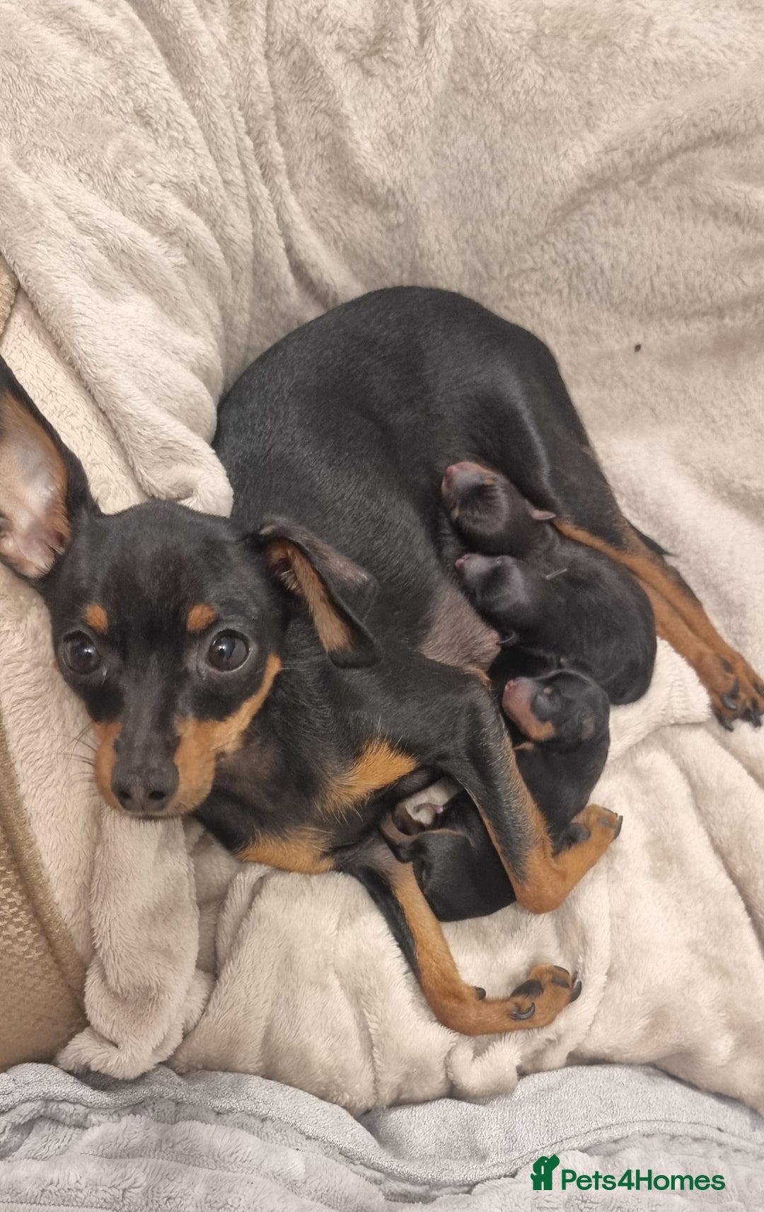 Miniature Pinscher dogs for sale: Pinscher miniatures  - Image 4