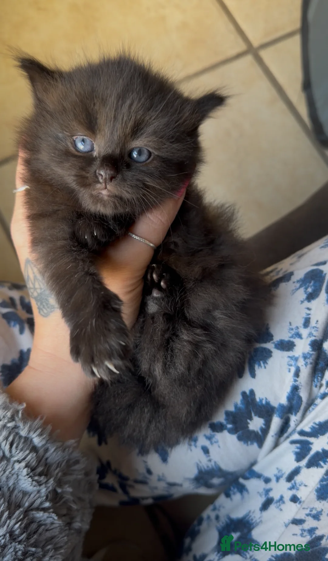 Ragdoll cats for sale: 5 Boys Left - Chocolate Brown Ragdoll X Kittens  - Advert 1