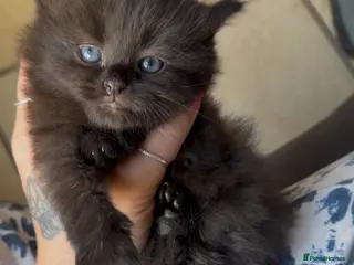 Ragdoll cats Chocolate Brown Ragdoll X Kittens - Advert 2