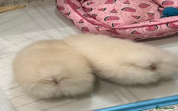 Pomeranian dogs for sale: Amazing Pom Puppies from Five Star breeder.  - Image 17