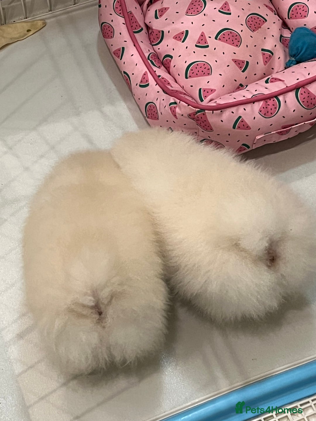 Pomeranian dogs for sale: Amazing Pom Puppies from Five Star breeder.  - Image 17