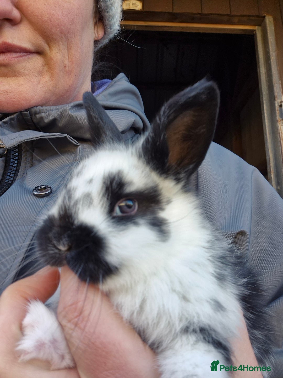 Mini Lop rabbits for sale: Gorgeous Mini Lop X Rex Kits  - Advert 8